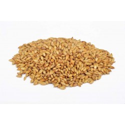 Malte CaraBlond | 20 EBC