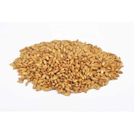 Malte CaraBlond | 20 EBC